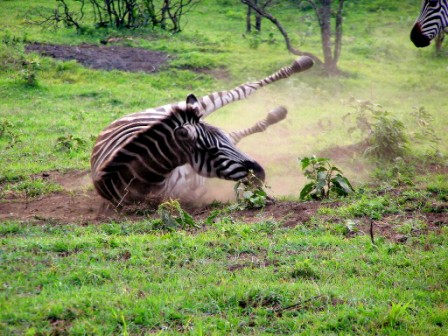 Zebra im Arusha - Nationalpark in Tanzania